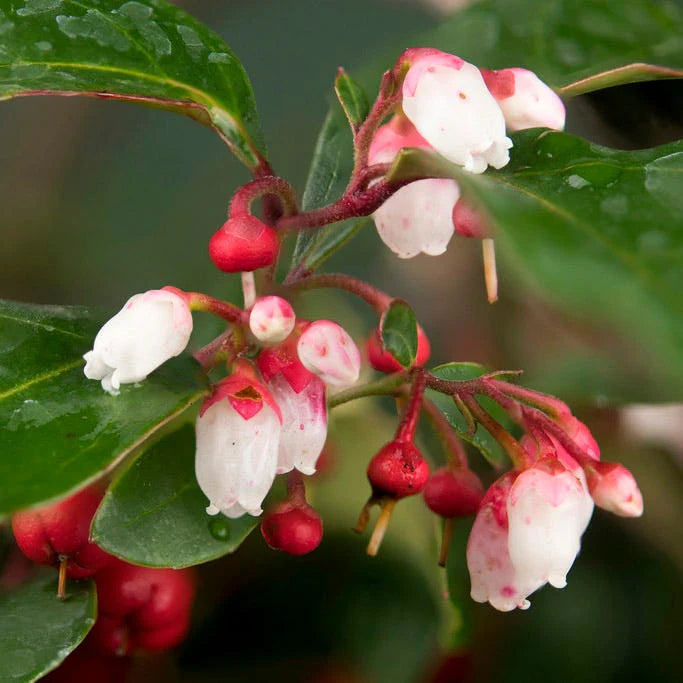 Wintergreen (Gaultheria procumbens)