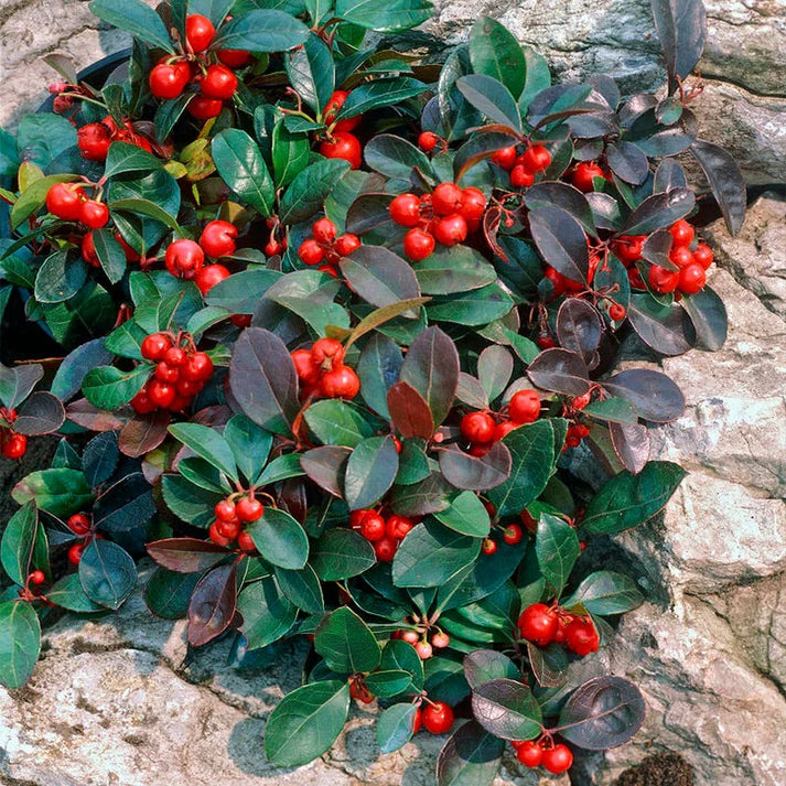 Wintergreen (Gaultheria procumbens)