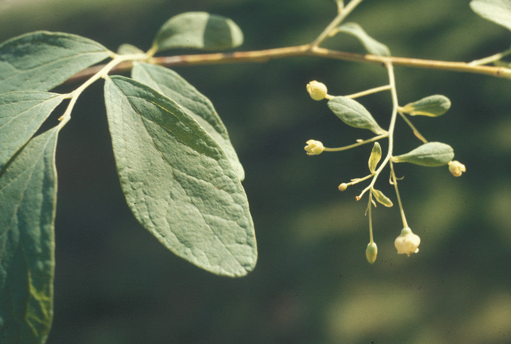 Blue Huckleberry (Gaylussacia frondosa)