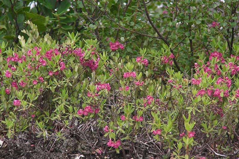 Sheep Laurel (Kalmia angustifolia)