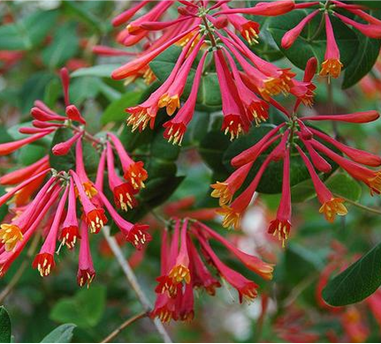 Coral Honeysuckle (Lonicera sempervirens) 'Magnifica'