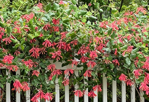 Coral Honeysuckle (Lonicera sempervirens)