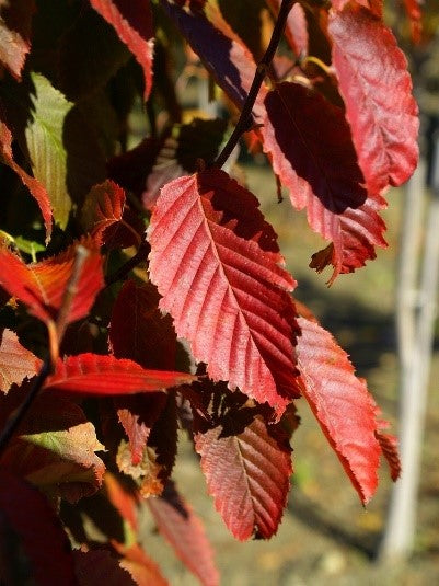 American Hornbeam (Carpinus caroliniana)