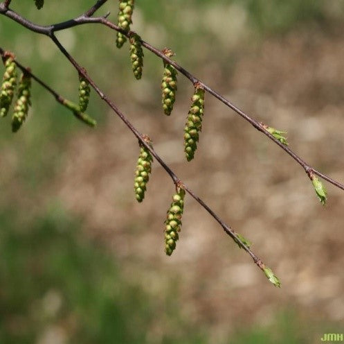 American Hornbeam (Carpinus caroliniana)