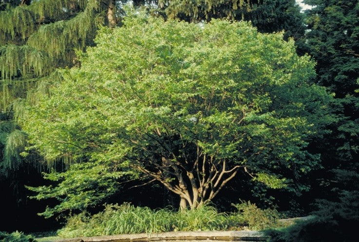 American Hornbeam (Carpinus caroliniana)