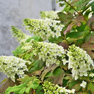 Oakleaf Hydrangea (Hydrangea quercifolia)