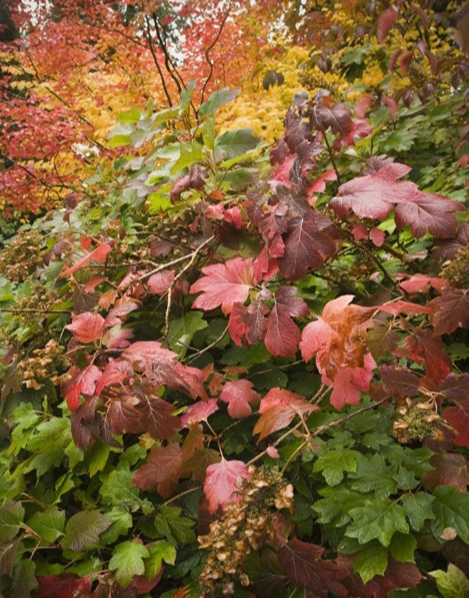 Oakleaf Hydrangea (Hydrangea quercifolia)