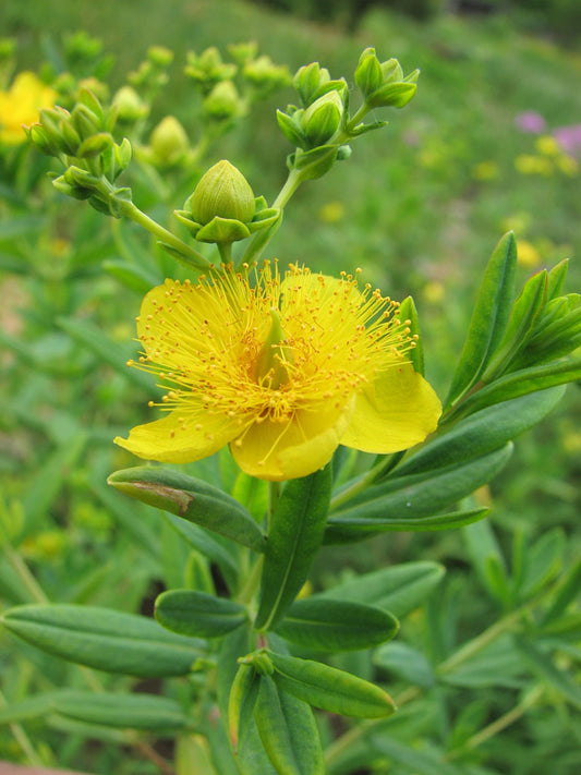 Kalm's St. John's Wort (Hypericum kalmianum)