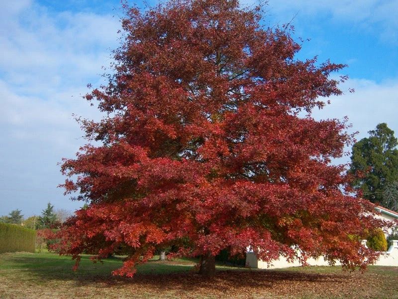 Red Oak (Quercus rubra)