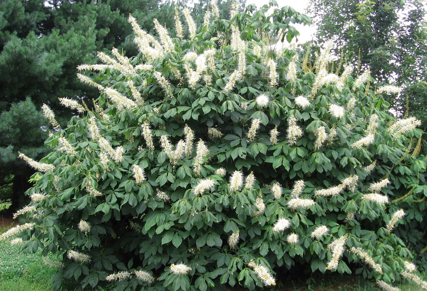 Bottlebrush Buckeye (Aesculus parviflora)