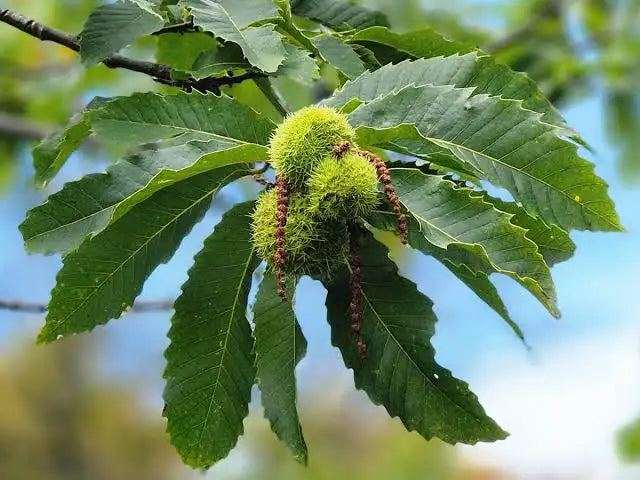 American Chestnut (Castanea dentata)