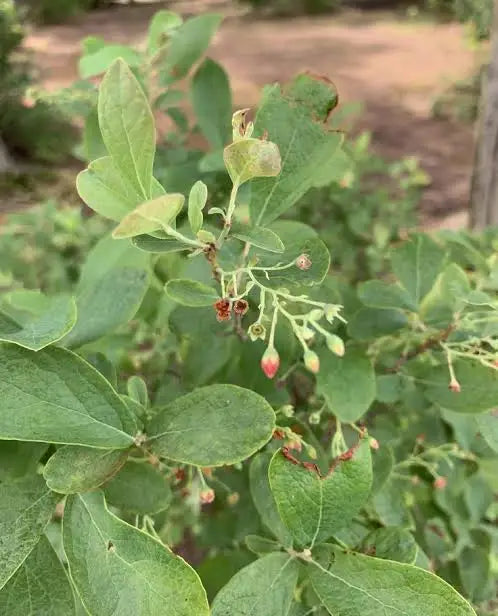 Blue Huckleberry (Gaylussacia frondosa)