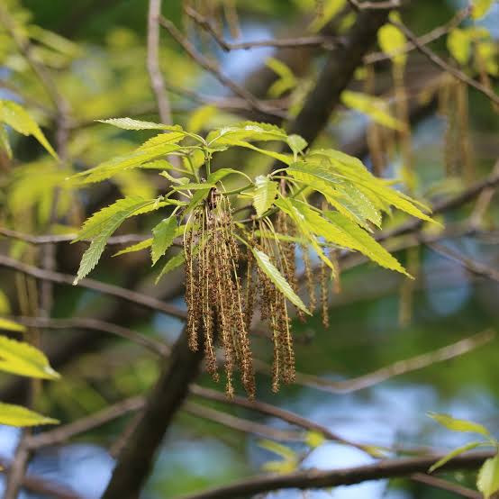 Chestnut Oak (Quercus prinus)