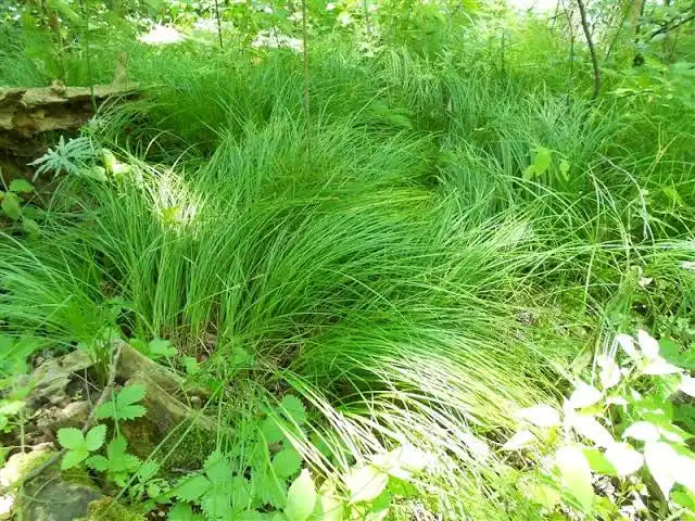 Wood's Sedge (Carex woodii)
