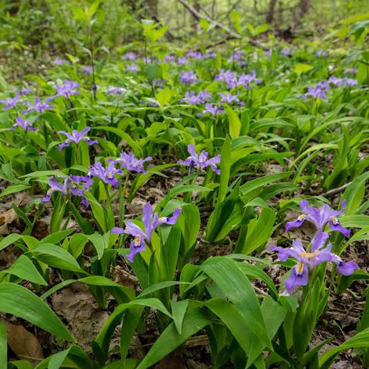 Dwarf Crested Iris (Iris cristata)