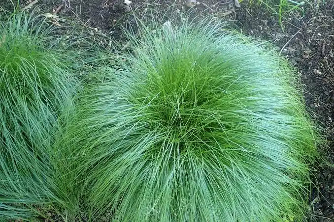 Rosy Sedge (Carex rosea)