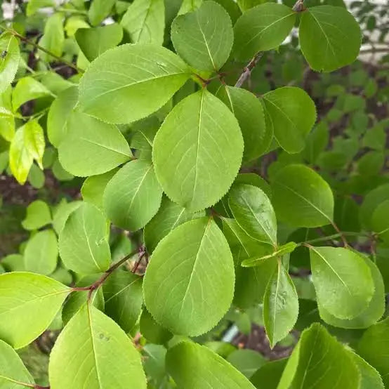 Blackhaw Viburnum (Viburnum prunifolium)