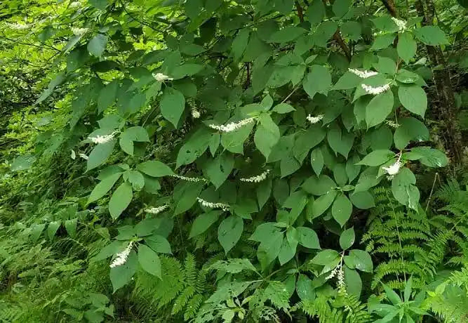 Mountain Sweet Pepperbush (Clethra acuminata)
