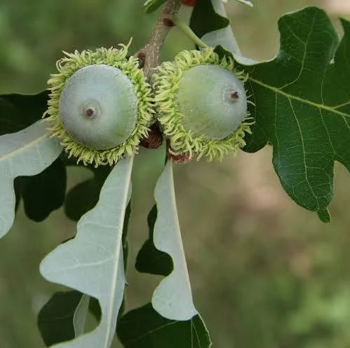 Bur Oak (Quercus macrocarpa)