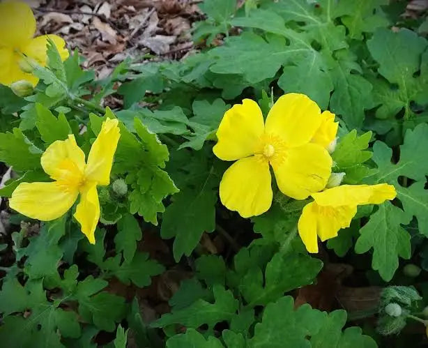 Wood Poppy (Stylophorum diphyllum)