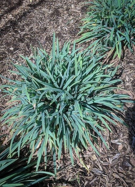 Creeping Sedge (Carex laxiculmis)