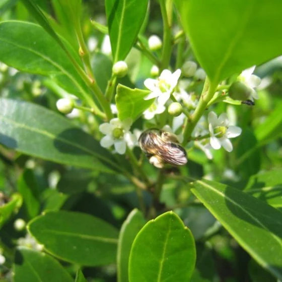 Inkberry (Ilex glabra) - Female