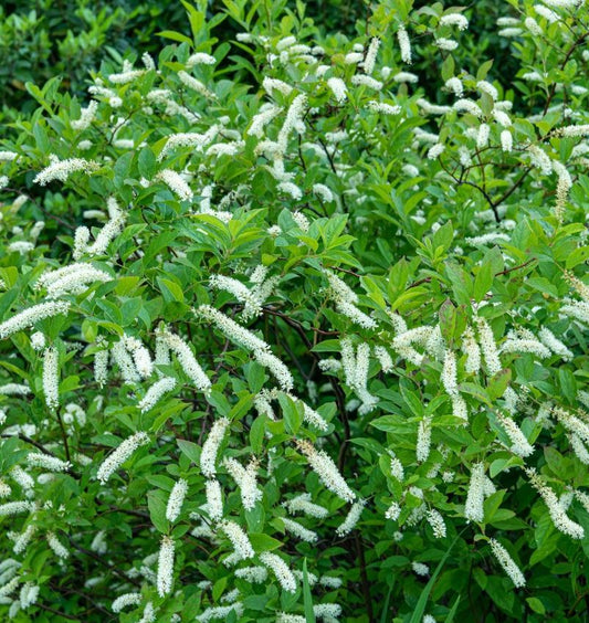 Virginia Sweetspire (Itea virginica)
