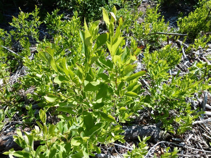 Blue Huckleberry (Gaylussacia frondosa)