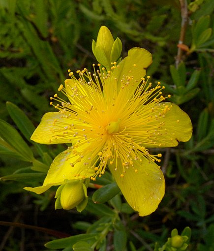 Kalm's St. John's Wort (Hypericum kalmianum)