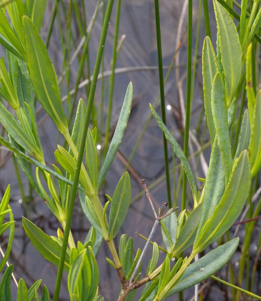 Kalm's St. John's Wort (Hypericum kalmianum)