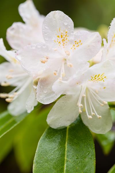 Carolina Rhododendron (Rhododendron carolinianum)