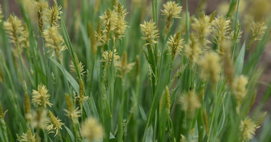 Creeping Sedge (Carex laxiculmis)