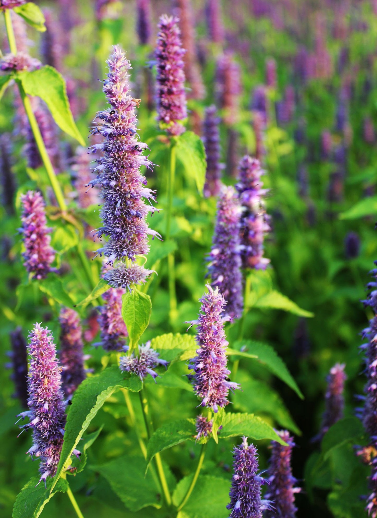 Anise Hyssop (Agastache foeniculum)