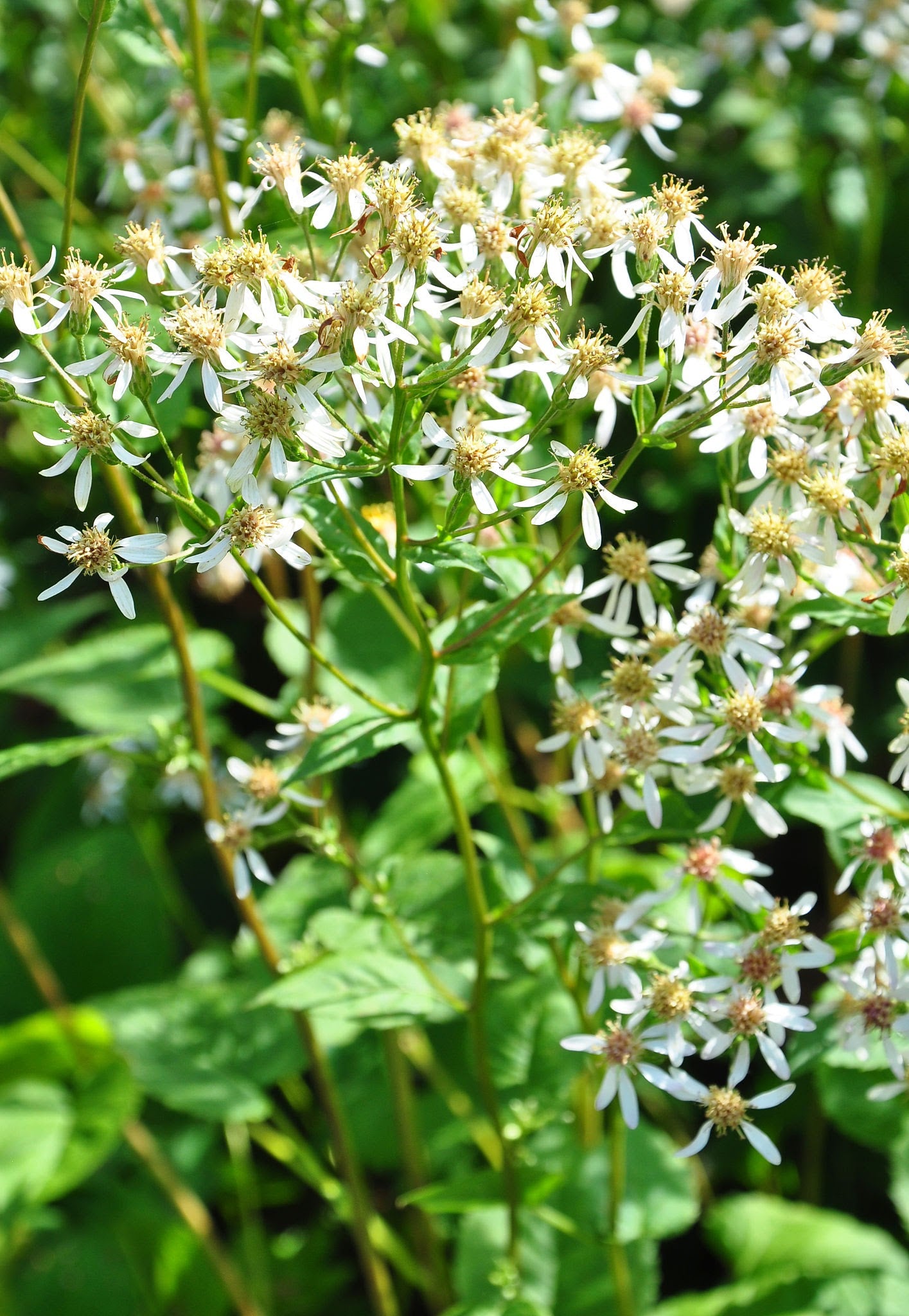 White Wood Aster (Aster divaricatus)