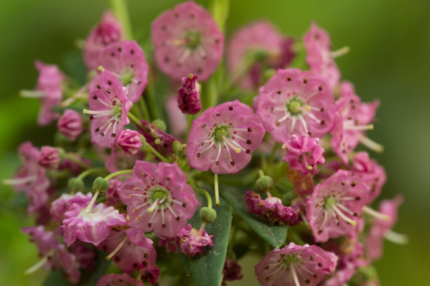 Sheep Laurel (Kalmia angustifolia)