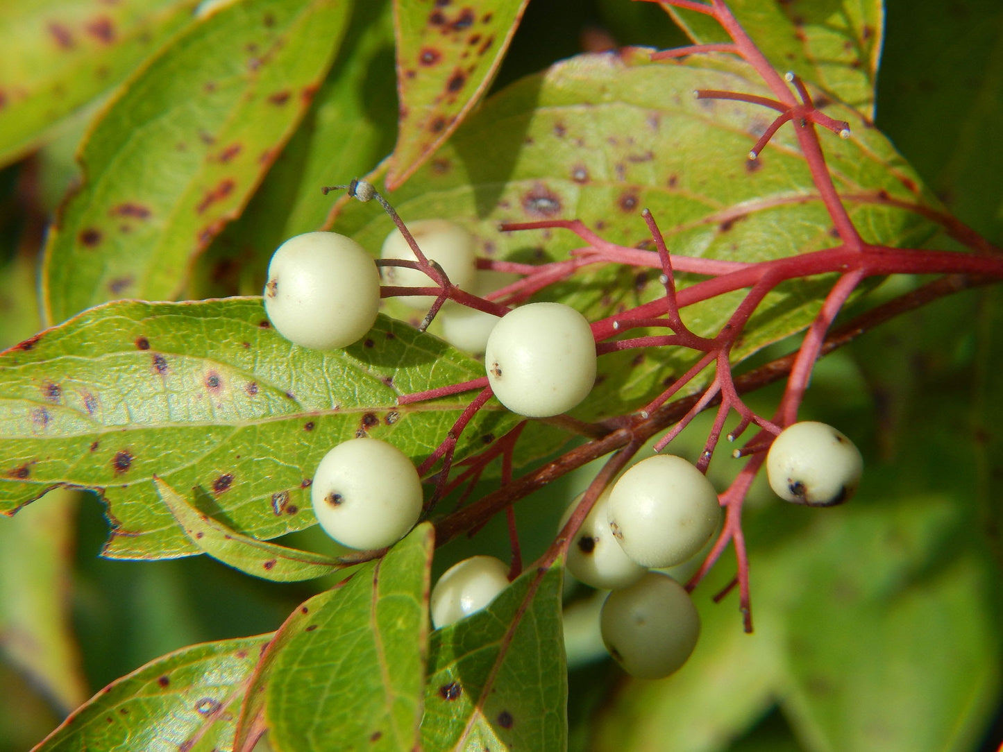 Gray Dogwood (Cornus racemosa)