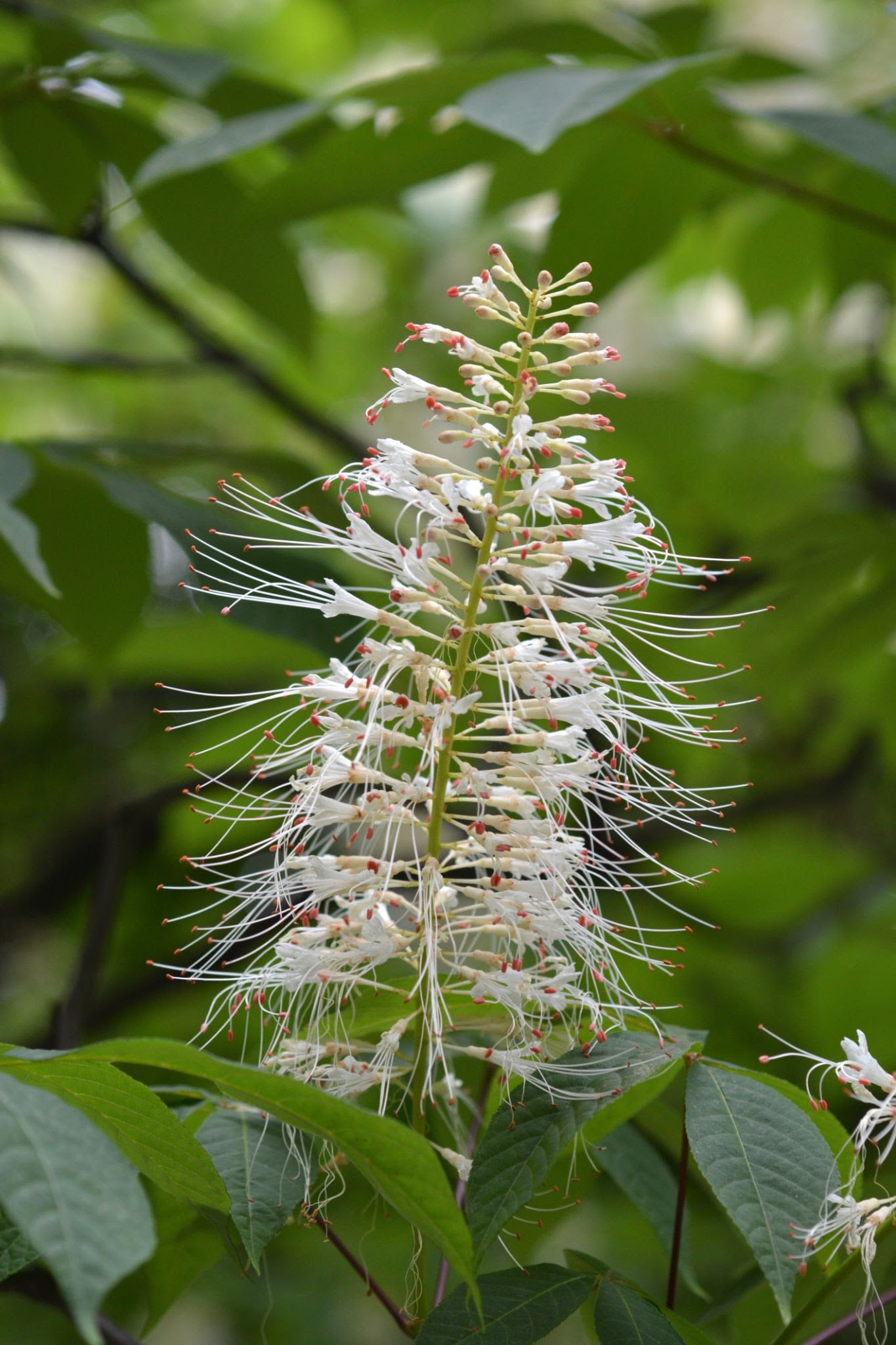 Bottlebrush Buckeye (Aesculus parviflora)