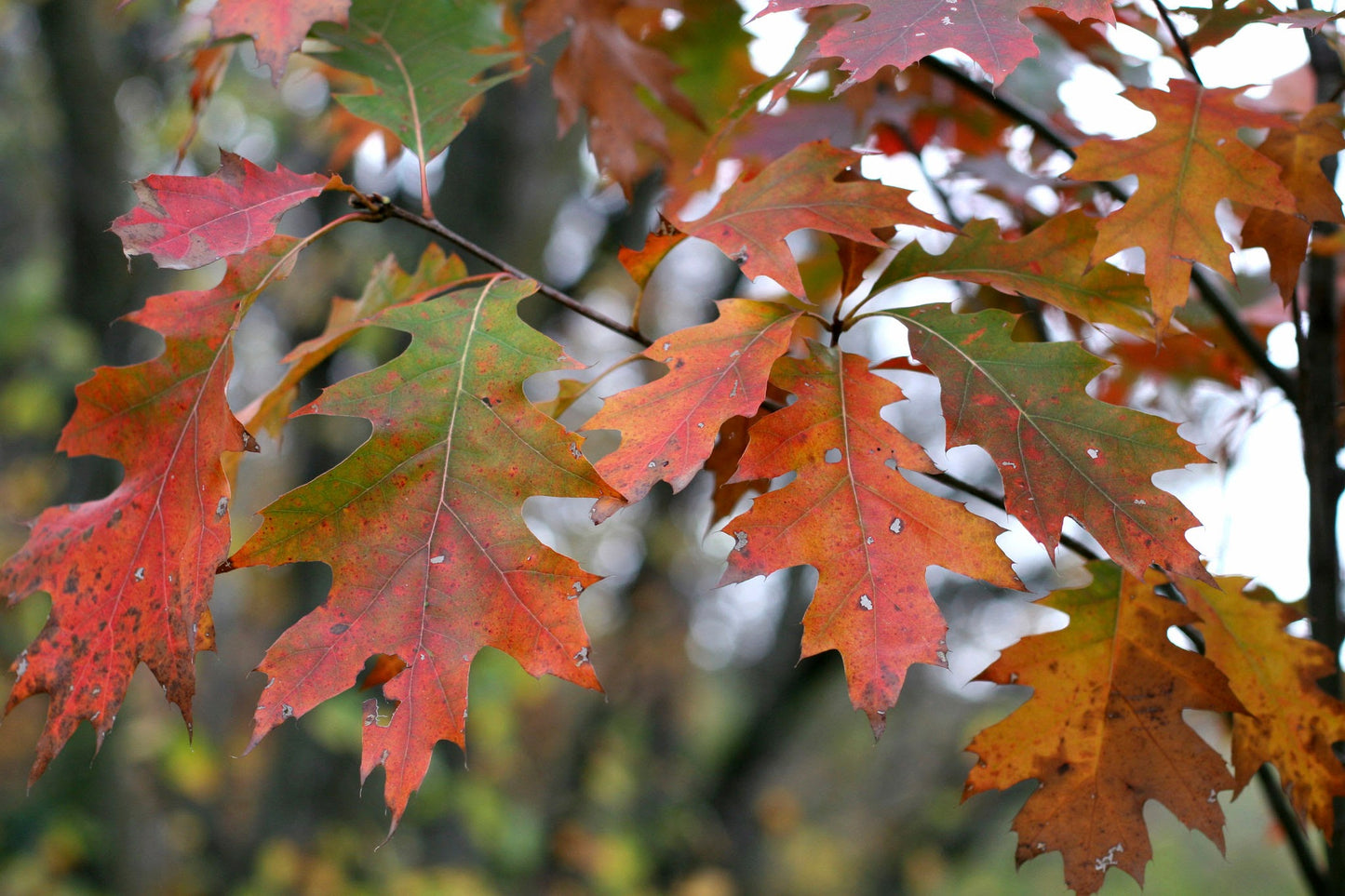 Red Oak (Quercus rubra)