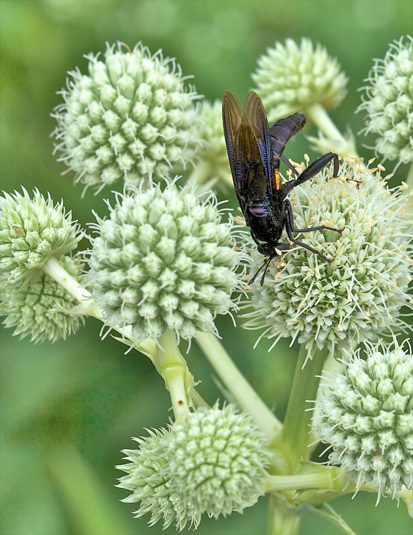 Rattlesnake Master (Eryngium yuccifolium)