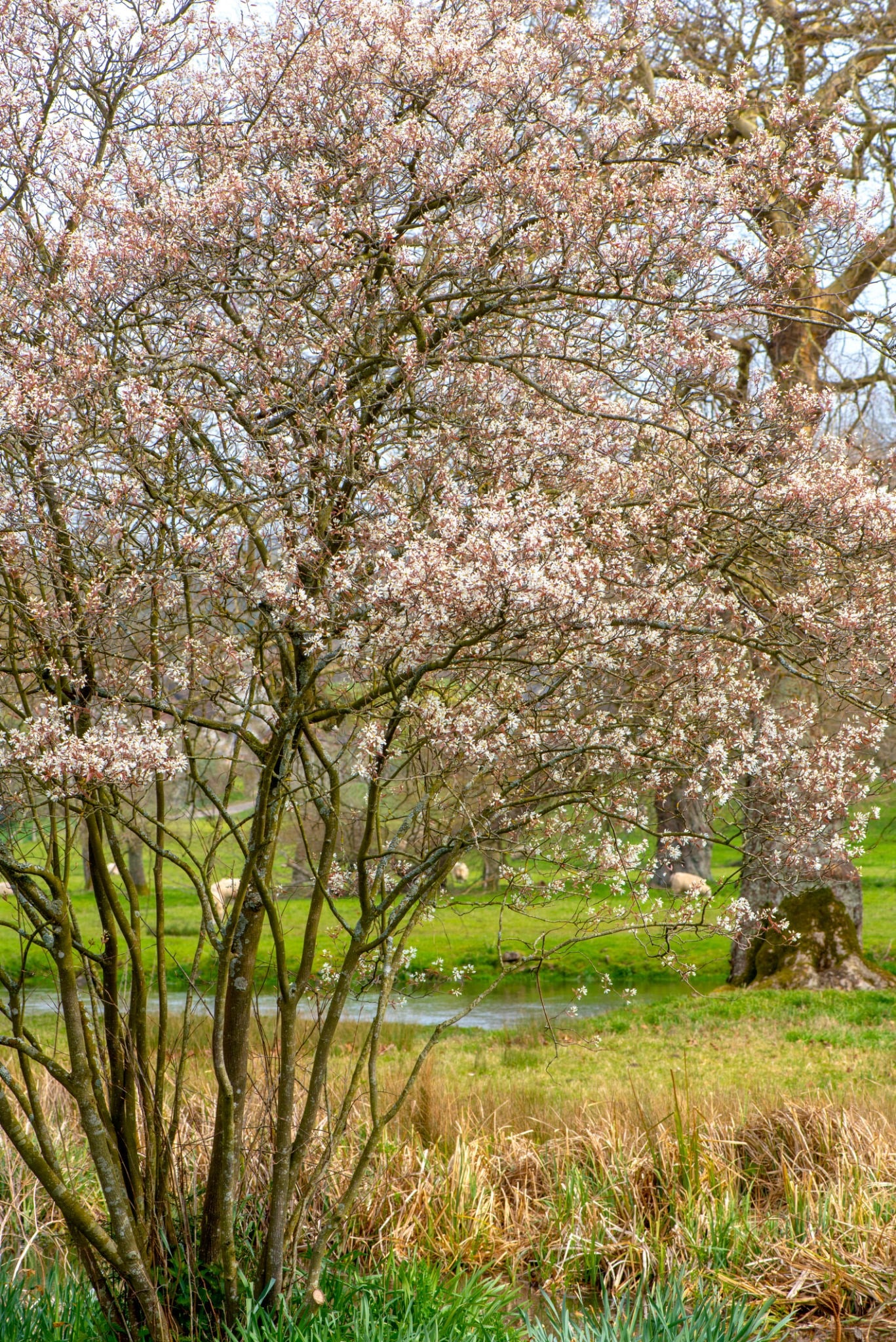 Allegheny Serviceberry (Amelanchier laevis)