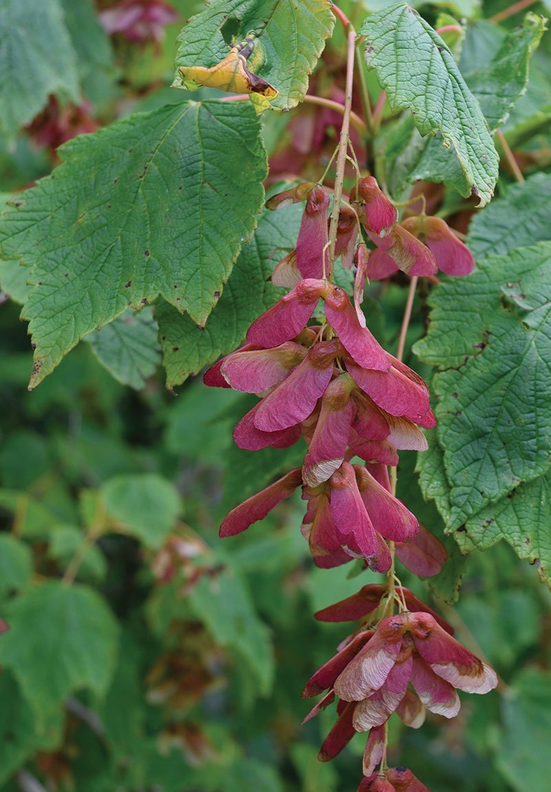 Mountain Maple (Acer spicatum)