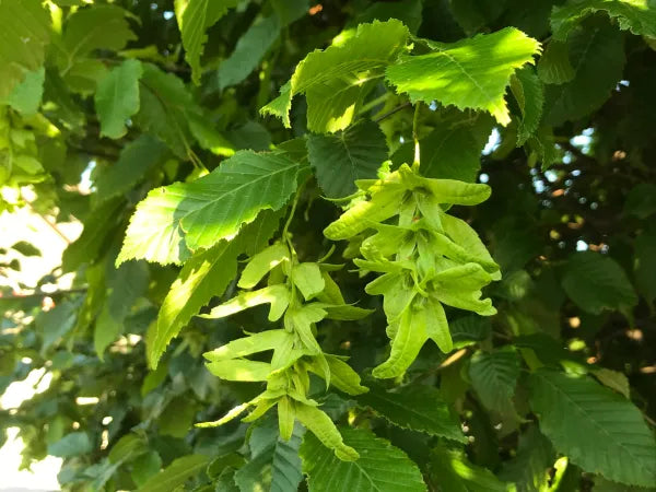 American Hornbeam (Carpinus caroliniana)