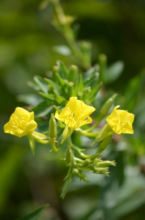 Evening Primrose (Oenothera biennis)