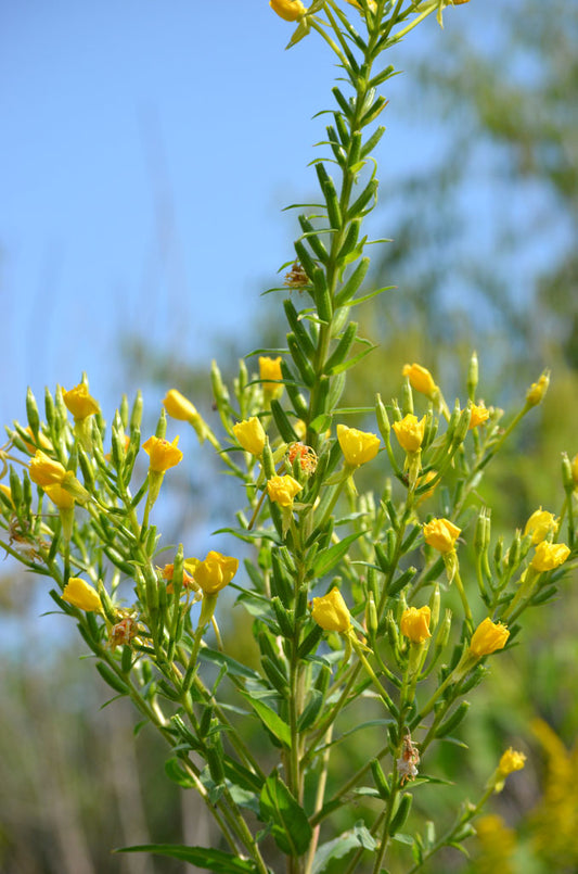 Evening Primrose (Oenothera biennis)