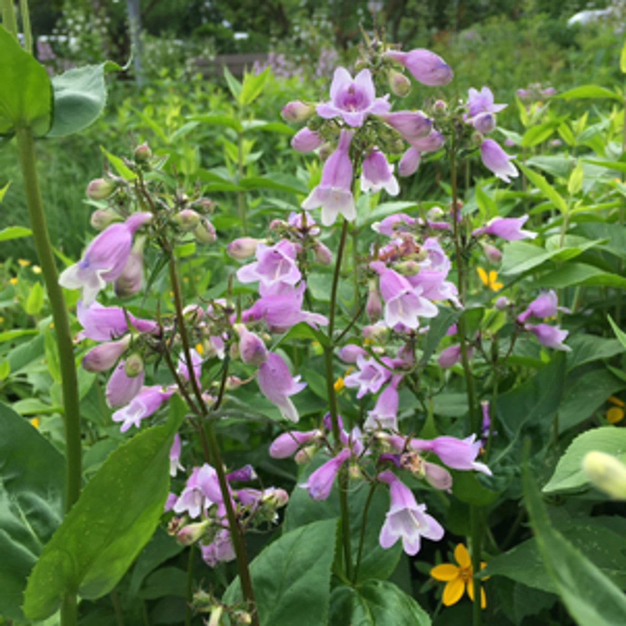 Calico Beardtongue (Penstemon calycosus)