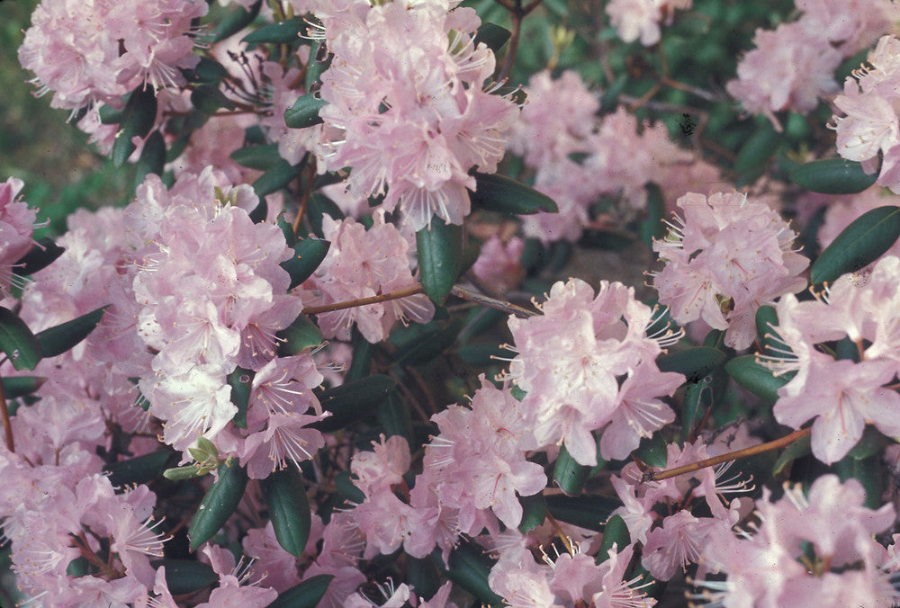 Carolina Rhododendron (Rhododendron carolinianum)