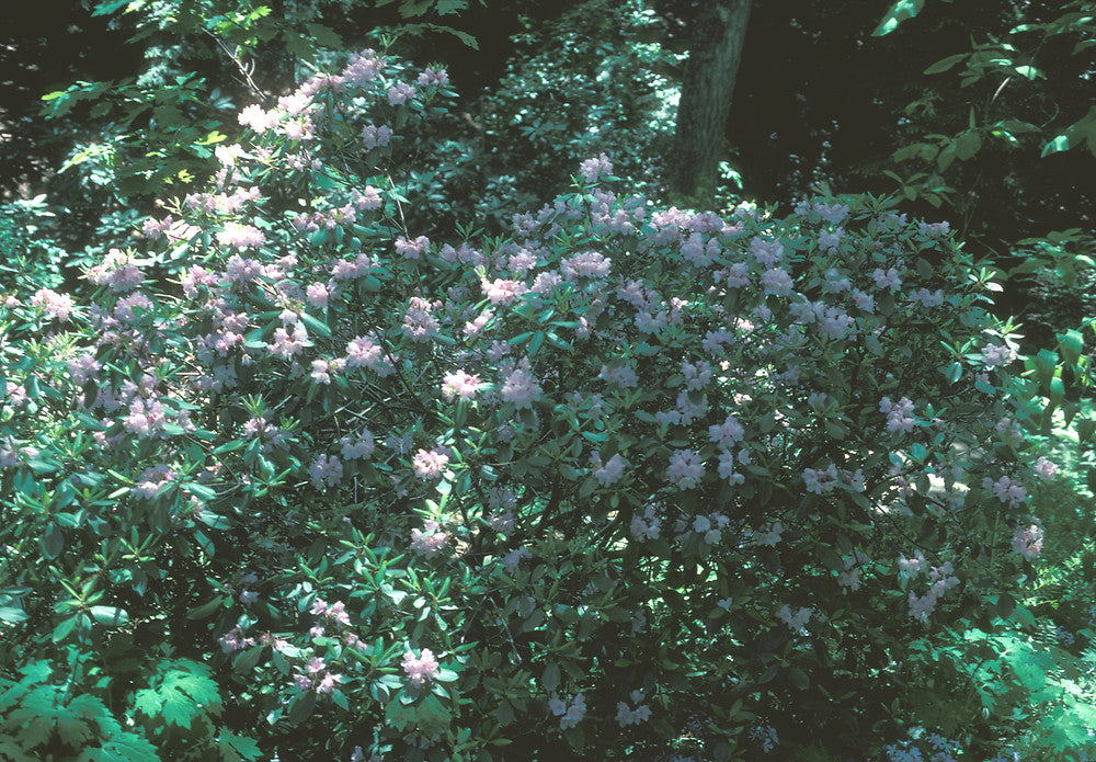 Carolina Rhododendron (Rhododendron carolinianum)