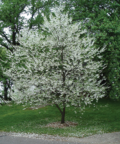 Carolina Silverbell	(Halesia carolina)