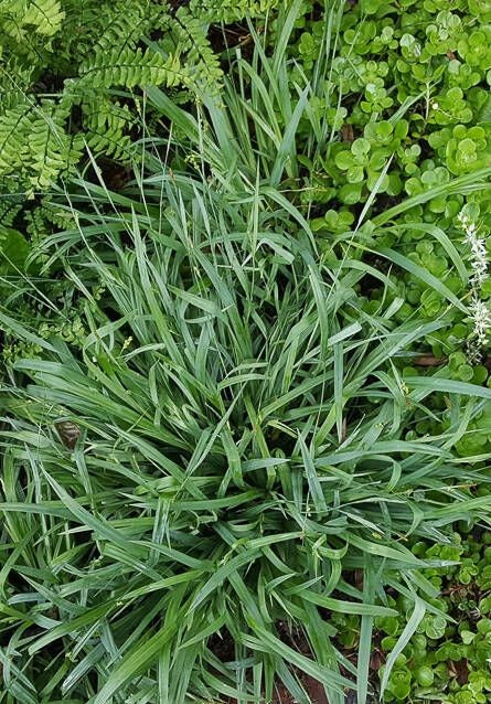 Creeping Sedge (Carex laxiculmis)