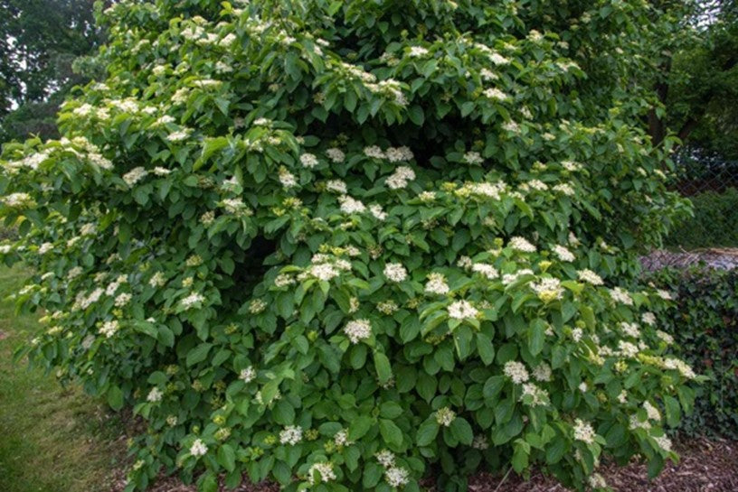 Silky Dogwood (Cornus amomum)